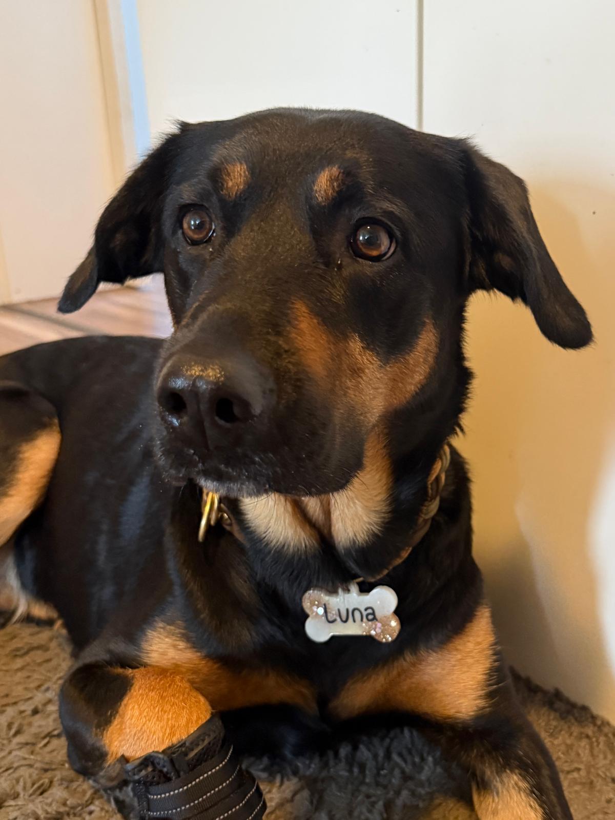 Hundemarke, handgemacht, Unikat, Geschenk, personalisiert